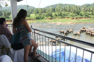 Пиннавала: Hotel Elephant Park