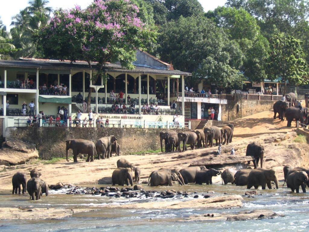 Пиннавала: Hotel Elephant Park