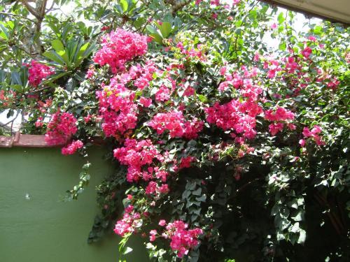 Негомбо: Villa Jasmine
