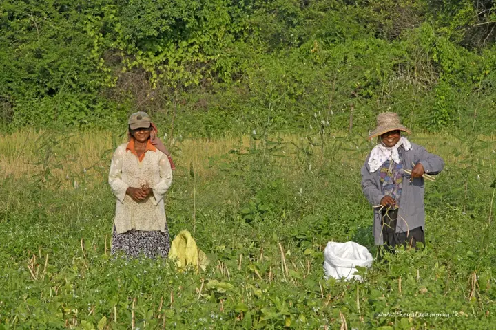 Киринда: The Yala Camping