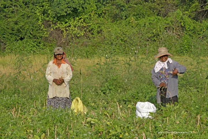 Киринда: The Yala Camping