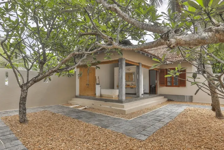 Тальпе: The Frangipani Tree By Edwards Collection