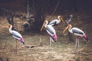 Аругам-Бэй: The Spice Trail
