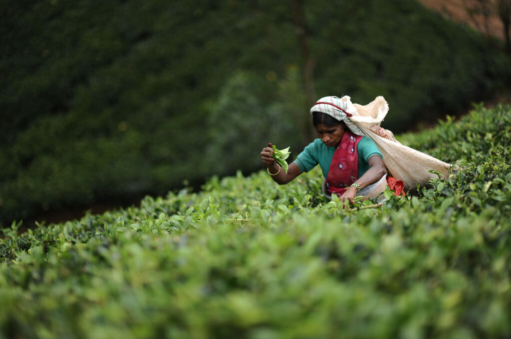 Хаттон: Ceylon Tea Trails - Relais and Chateaux - All Inclusive