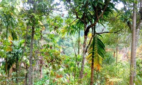 Элла: Aroma Heaven Homestay