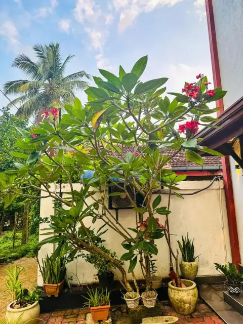 Vista BnB Galle — фото 3