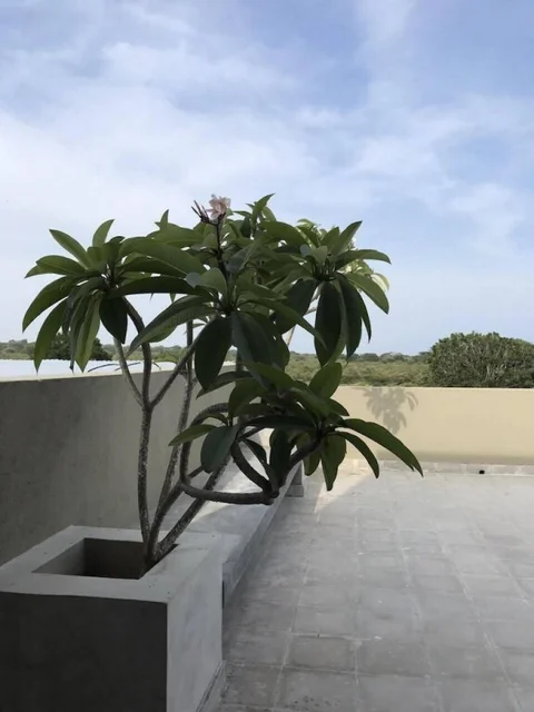 Киринда: Tree Tops Yala