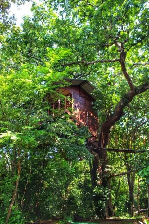 Хабарана: Book Jungle
