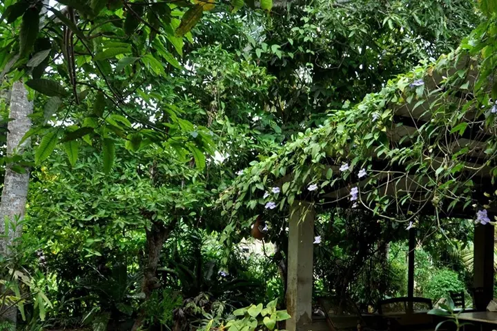 Ахангама: Green Corridor - Ahangama