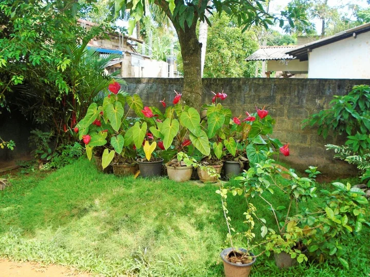 Унаватуна: Ceylon Hostel Galle - Hostel