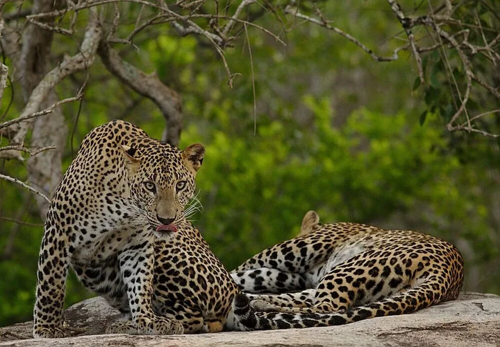 Киринда: Naturehawks Safari Villa Yala