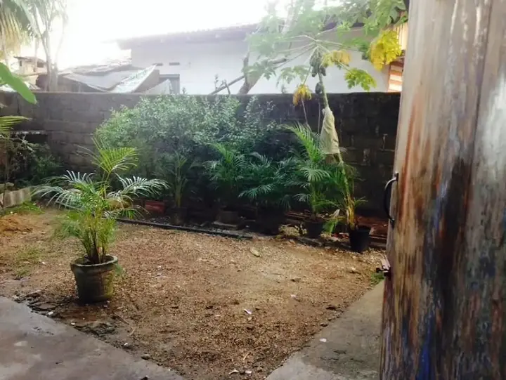 Унаватуна: Villahredpalm