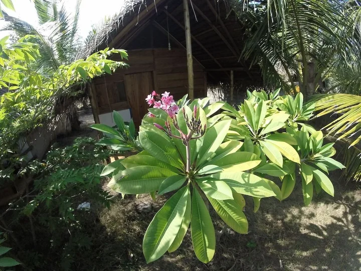 Аругам-Бэй: Safasurf Camp - Hostel