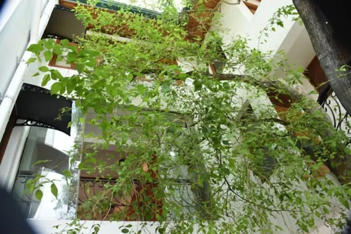 Шри-Джаяварденепура-Котте: Colombo Tree house