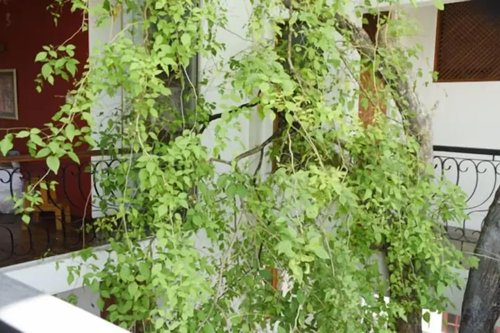 Шри-Джаяварденепура-Котте: Colombo Tree house
