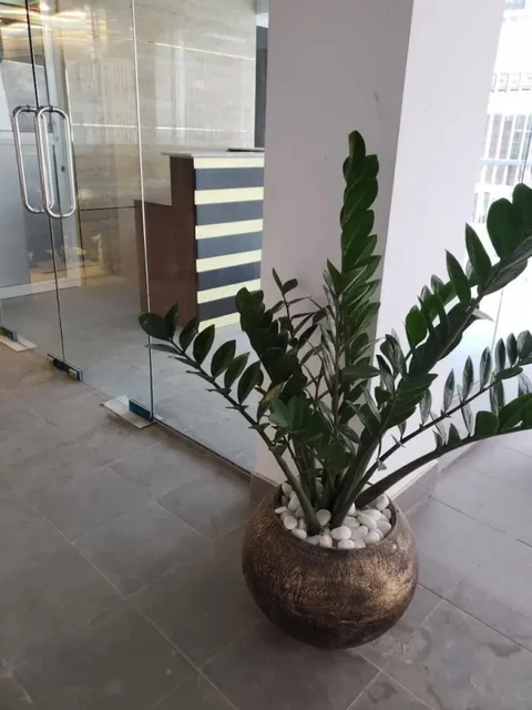 Коломбо: Amazinn Suites