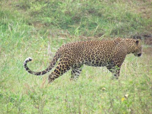 Киринда: Sarath Home Stay And Safari