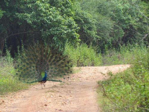Киринда: Sarath Home Stay And Safari