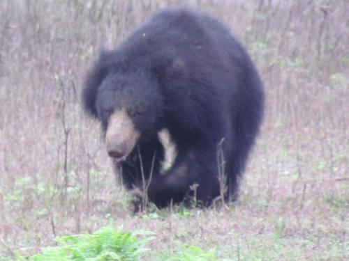 Киринда: Sarath Home Stay And Safari