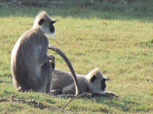 Киринда: Sarath Home Stay And Safari