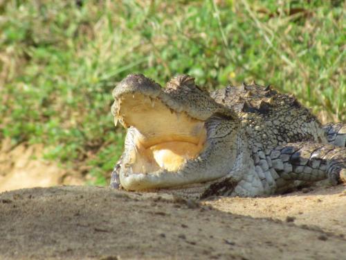 Киринда: Sarath Home Stay And Safari