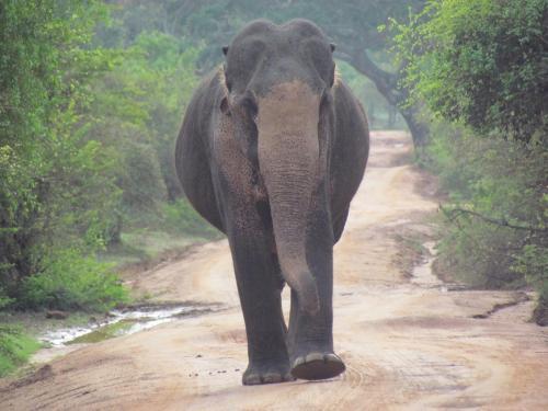 Киринда: Sarath Home Stay And Safari