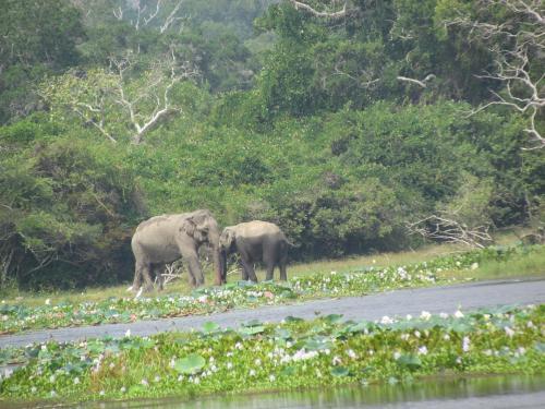 Киринда: Sarath Home Stay And Safari