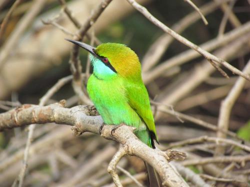 Киринда: Sarath Home Stay And Safari