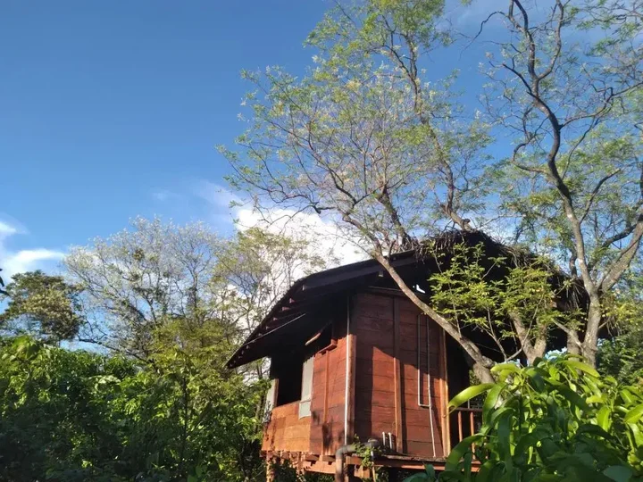 Дамбулла: Dambulla Tree House
