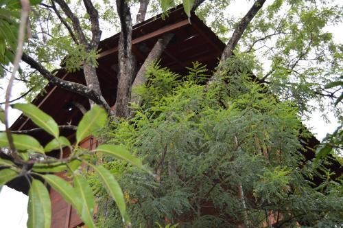 Дамбулла: Dambulla Tree House