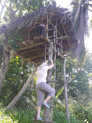 Дамбулла: Dambulla Tree House