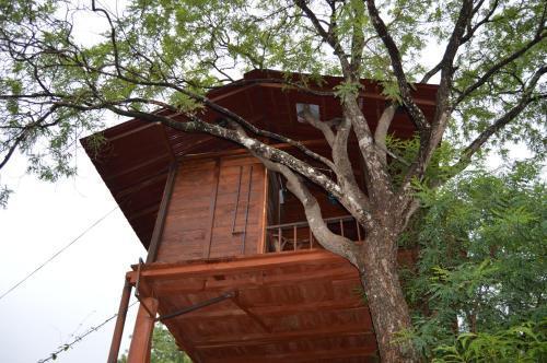 Дамбулла: Dambulla Tree House
