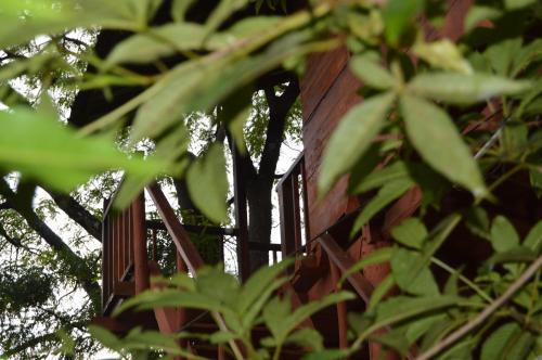 Дамбулла: Dambulla Tree House