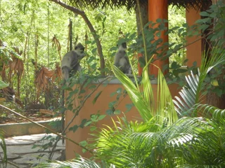 Киринда: Sarada Beach Resort