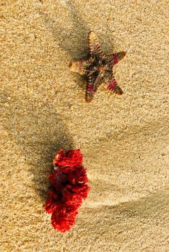 Аругам-Бэй: Starfish Beach Bungalows