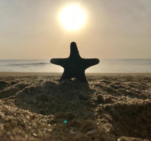 Аругам-Бэй: Starfish Beach Bungalows
