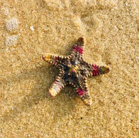 Аругам-Бэй: Starfish Beach Bungalows