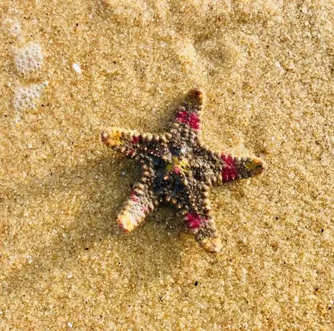 Starfish Beach Bungalows — фото 6