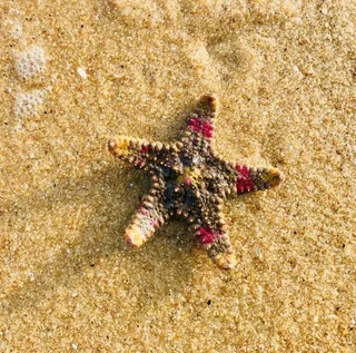 Аругам-Бэй: Starfish Beach Bungalows