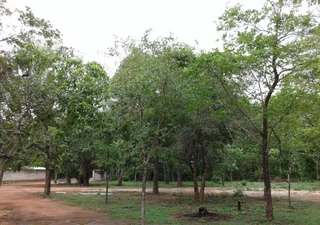 Дамбулла: Woodlaands Hotel