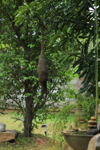 Evergreen Hotel Dambulla — фото 1