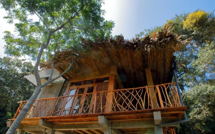 Элла: The Winsome & Tree House