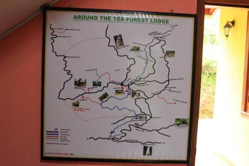 Элла: Yoho Tea Forest Lodge