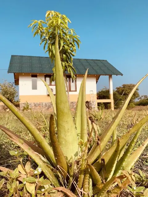 Киринда: thihawa eco huts yala