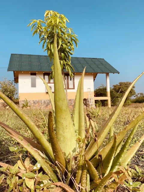 Киринда: thihawa eco huts yala
