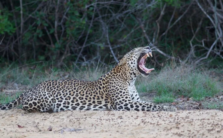 Киринда: Leopard Trails