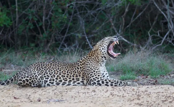 Киринда: Leopard Trails