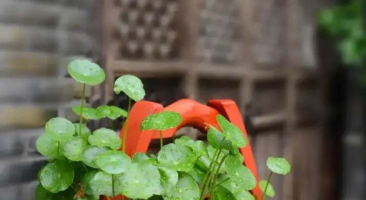 Шанхай: Zhouzhuang Romantic Traveling Residence No. 5 Town Panorama Hotel