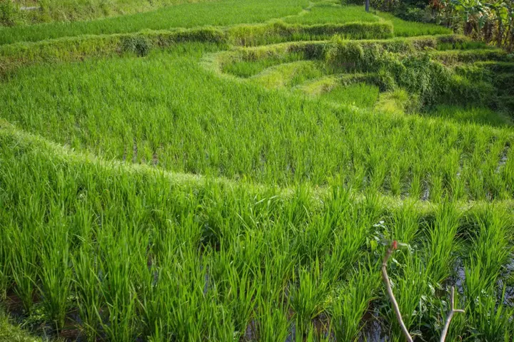Табанан: Villa Annapurna River View