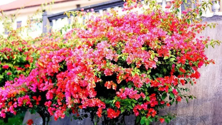 Кинтамани: Puri Bening Lake Front Hotel